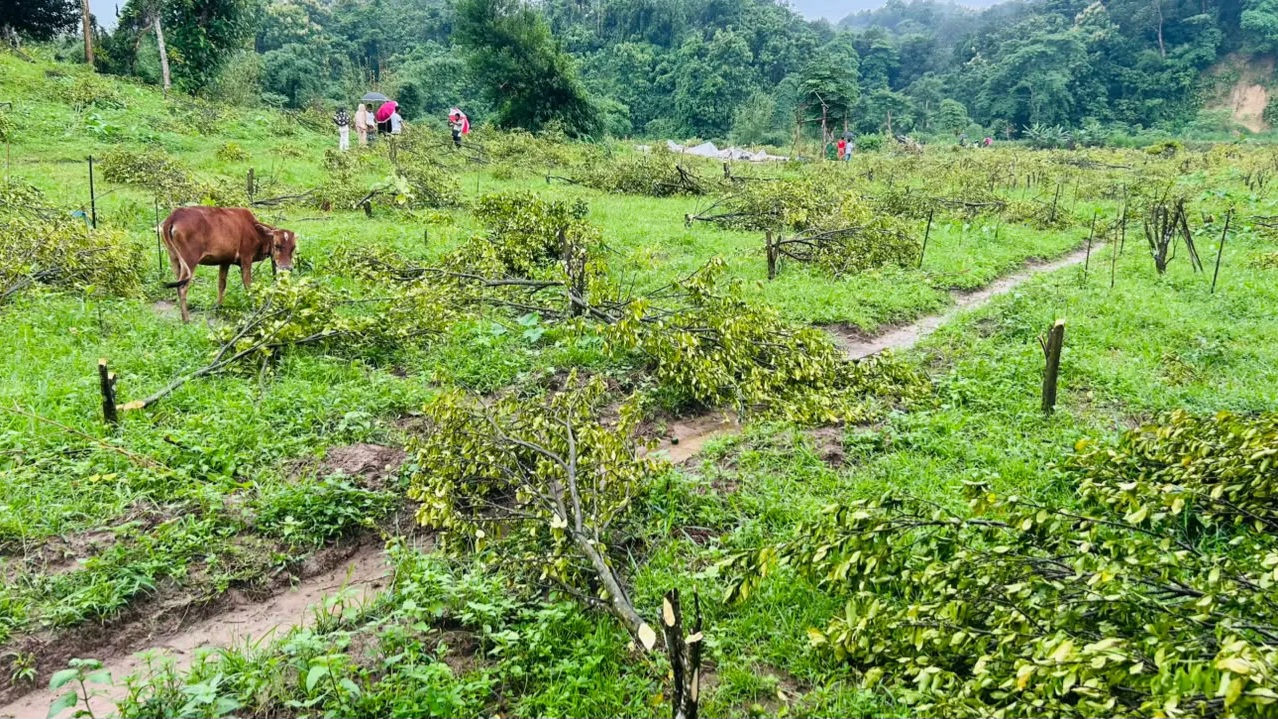 ১২০০ ফলজ গাছ কেটে ফেলার অভিযোগ বনবিভাগের বিরুদ্ধে 