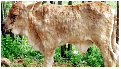 নাটোরে লাম্পি রোগে মারা গেছে ৪০ গরু, আক্রান্ত ২১ হাজার