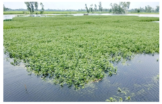 সোনাতলায় বাঙালি নদীতে পানি বৃদ্ধি হওয়ায় স্বপ্ন ডুবল কৃষকের