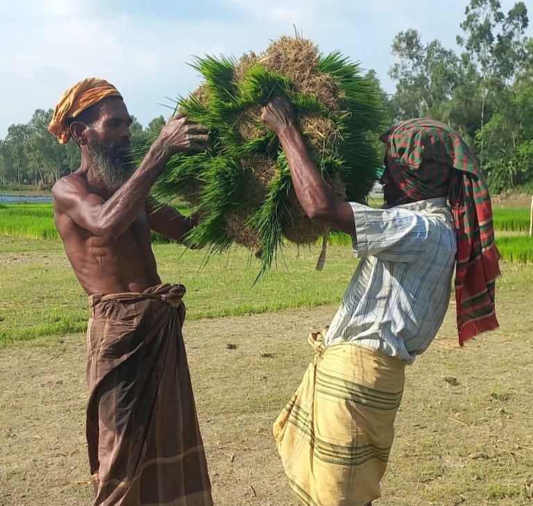 উল্লাপাড়ায় রোপা আমনের আবাদ, লক্ষ্যমাত্রার ৯৭ শতাংশ জমিতে চারা রোপণ