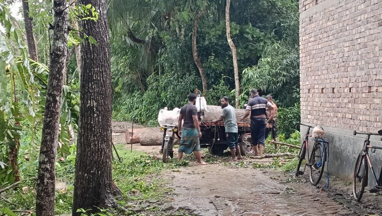তালায় অনুমতি ছাড়াই রাস্তার পাশের ২৫ মেহগনি গাছ কাটার অভিযোগ নায়েবকে ম্যানেজ করে গাছ কাটার দাবি এলাকাবাসীর