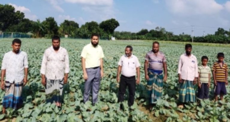 আগাম ফুলকপি চাষে ব্যস্ত বীরগঞ্জের কৃষকরা, চাষ বেড়েছে প্রায় দ্বিগুণ