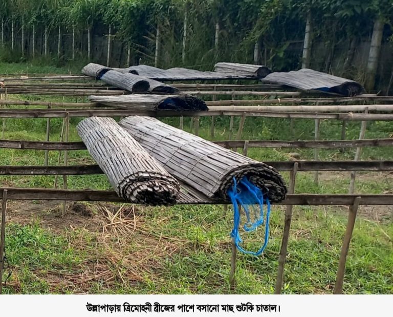 উল্লাপাড়ায় বসছে শুটকি চাতাল