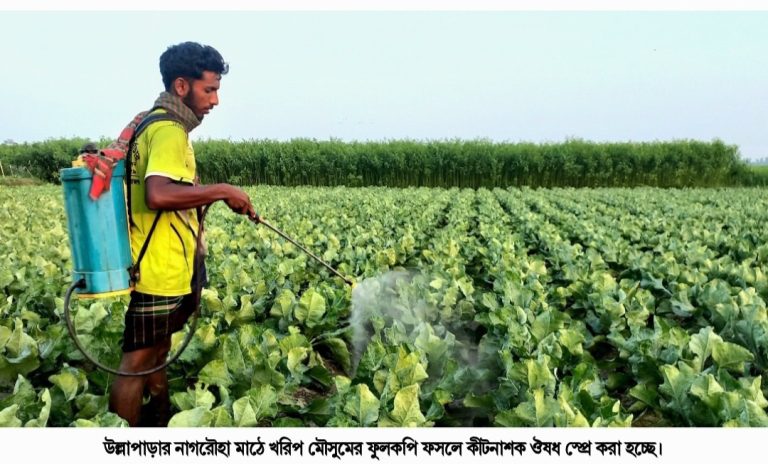 উল্লাপাড়ায় খরিপ সিজনের ফুলকপির বেরুচ্ছে মাথি