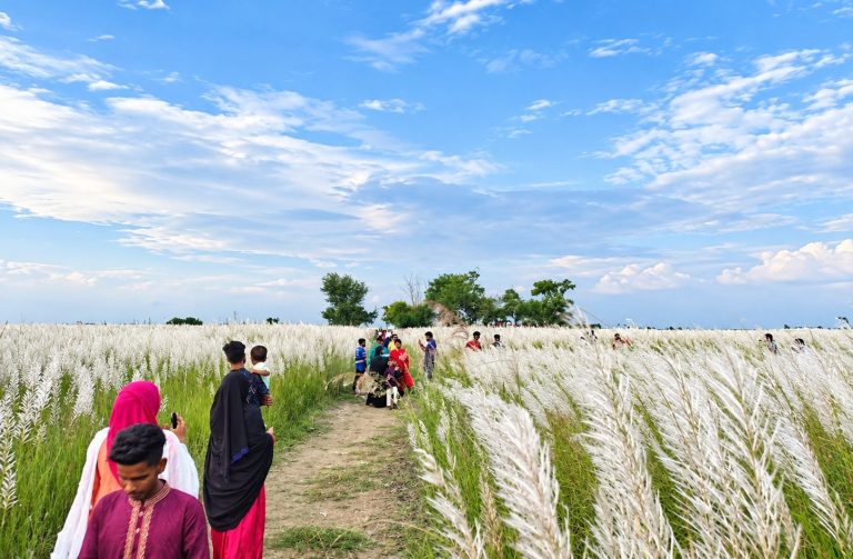 কাশফুলের শুভ্রতায় মোহনীয় পদ্মার চর: প্রকৃতির টানে ছুটছেন দর্শনার্থীরা