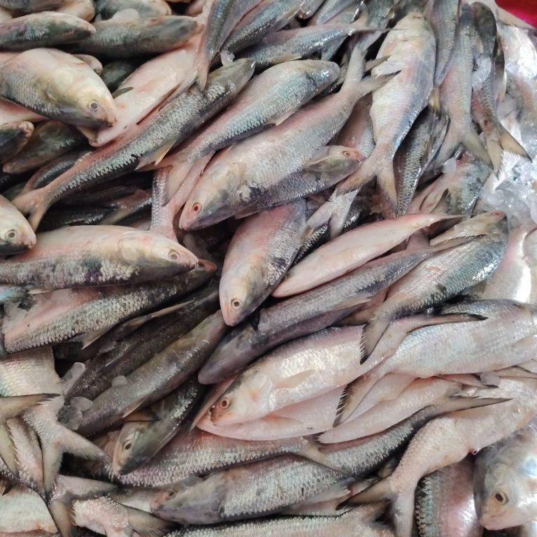 এক ট্রলারে ধরা পড়ল ৬০ মণ ইলিশ