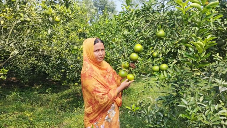 মাল্টা চাষে বাজিমাত গৃহবধূ শারমিন খাতুনের