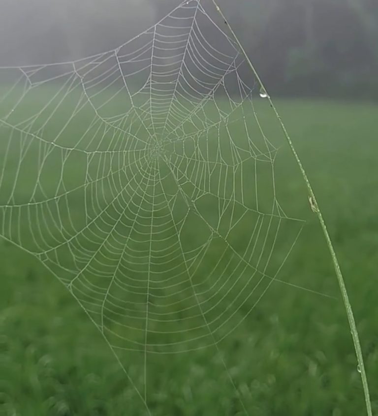 ভোরের শিশিরকণা-কুয়াশা জানান দিচ্ছে শীতের আগমনী বার্তা