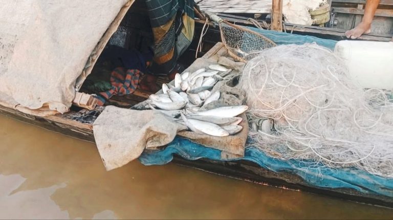 সরকারের নিষেধাজ্ঞা অমান্য করে যমুনায় চলছে ইলিশ ধরার মহোৎসব