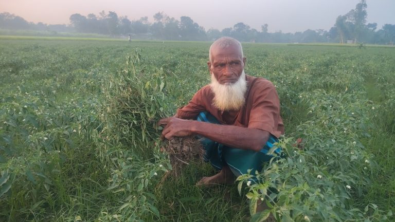 মাদারগঞ্জে মরিচক্ষেতে অজানা রোগের হানা, পাশে নেই কৃষি কর্মকর্তা