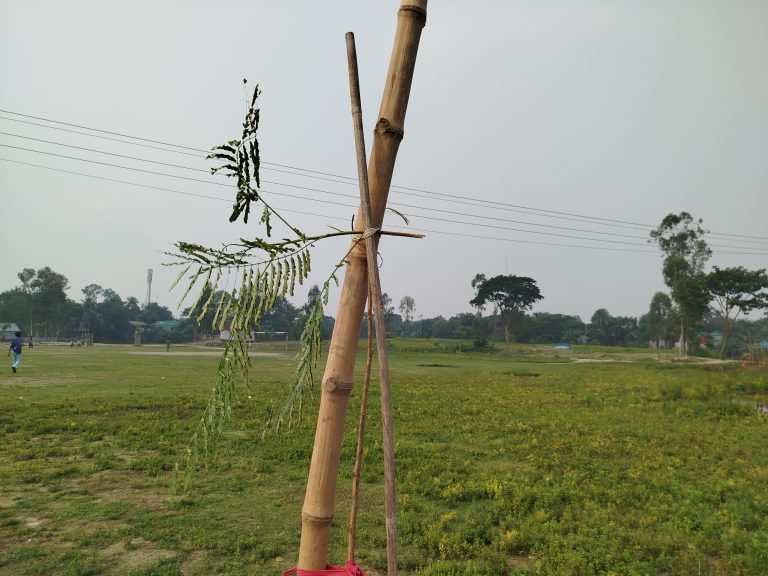 কাস্তুল ফুটবল মাঠে রাতের আঁধারে গাছ নিধন, এলাকাবাসীর ক্ষোভ ও নিন্দা