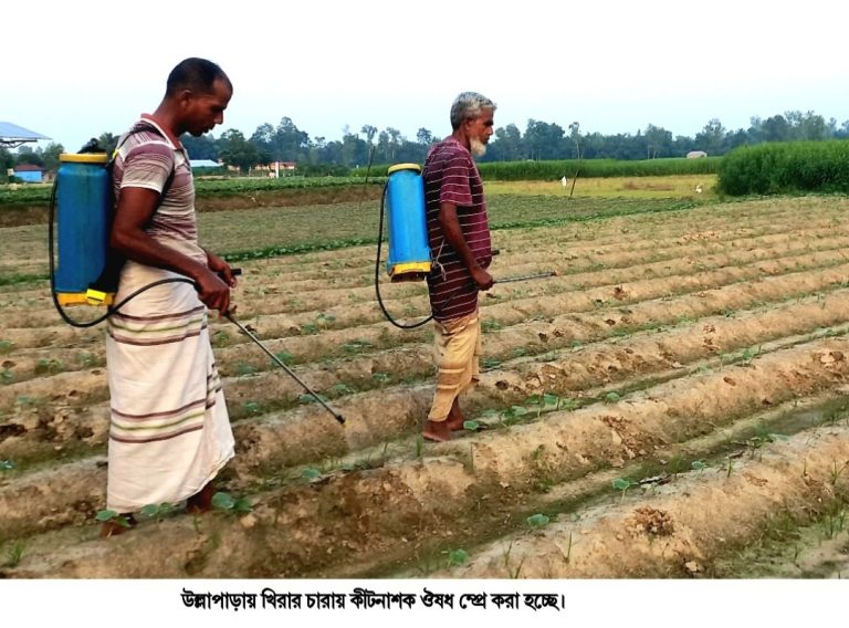 উল্লাপাড়ায় শুরু হয়েছে খিরা আবাদ