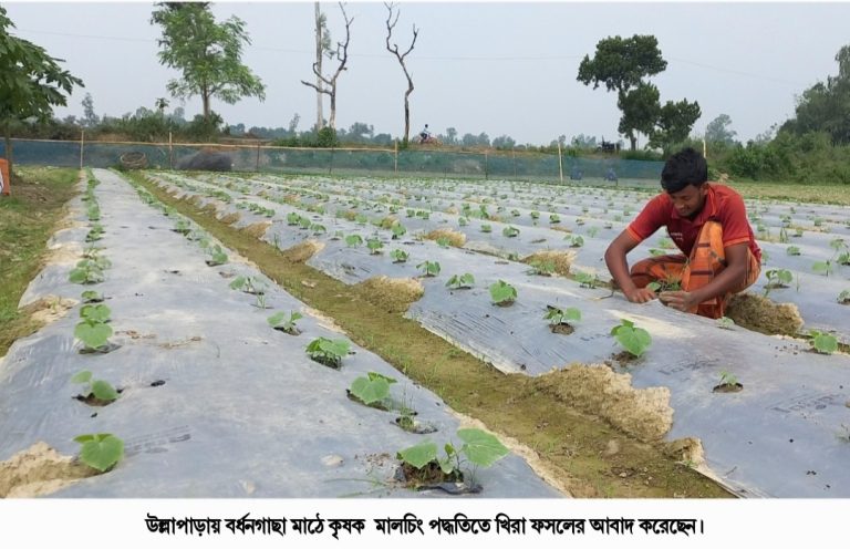 উল্লাপাড়ায় মালচিং পদ্ধতিতে হচ্ছে খিরা আবাদ বায়োডিগ্রেডেবল পদ্ধতি ব্যবহারে দেওয়া হচ্ছে উৎসাহ