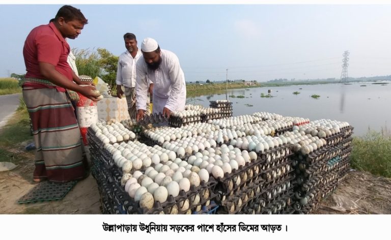 উল্লাপাড়ায় পল্লীতে পথের ধারে হাঁসের ডিম কেনাবেচার স্পট
