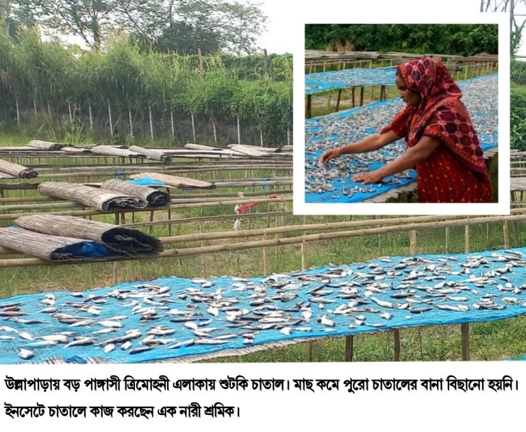 উল্লাপাড়ায় মাছের আকাল, চালু হয়নি শুঁটকির চাতাল
