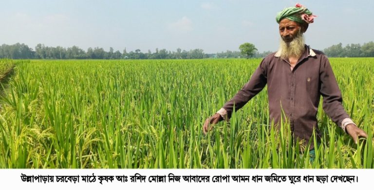 উল্লাপাড়ায় আমনে স্বপ্ন পরিকল্পনা নিয়ে কৃষক লক্ষ্যমাত্রার চেয়ে ২১০ হেক্টরে হয়েছে বেশি আবাদ
