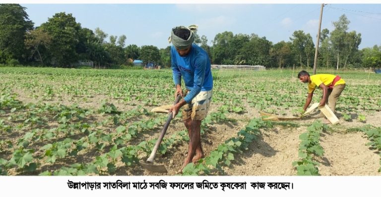 উল্লাপাড়ায় নানা ফসলের আবাদ সাতবিলা গ্রামে
