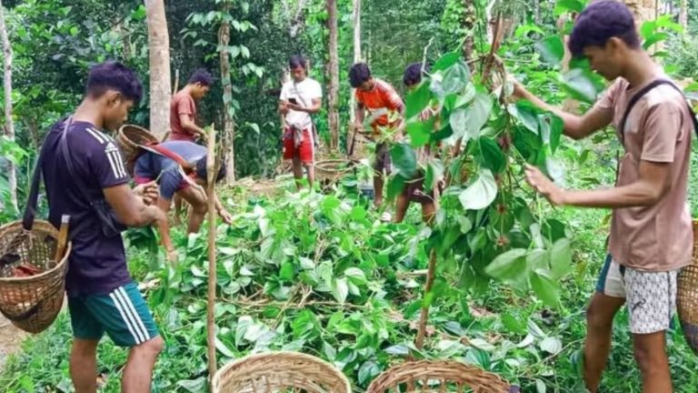 খাসিয়া পুঞ্জিতে তাণ্ডব, কেটে দিলো ৮ হাজার পানগাছ