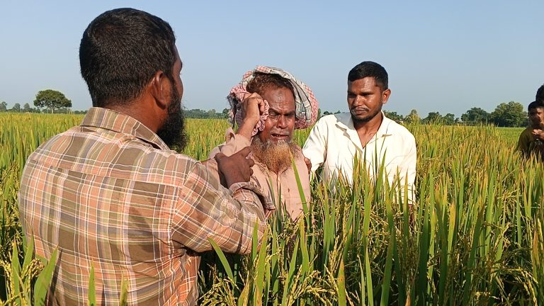 তেঁতুলিয়ায় জমি নিয়ে বিরোধে ধানক্ষেতে ‘বিষ’ প্রয়োগ; নিঃস্ব কৃষকের বুকফাটা আর্তনাদ, বিচার চেয়ে থানায় অভিযোগ