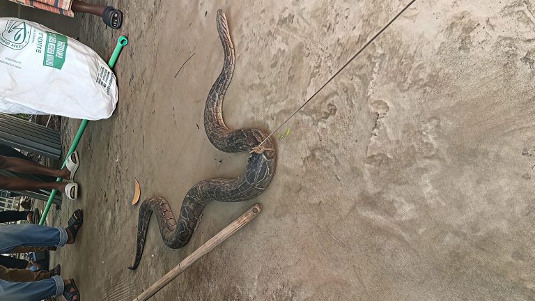 আবারও লোকালয়ে বার্মিজ অজগর; তেঁতুলিয়ায় বন্যপ্রাণী নিয়ে বাড়ছে কৌতূহল