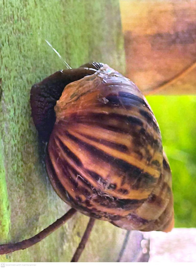 তাড়াইলে বাড়ি-ঘরের দেয়ালে আফ্রিকান জায়ান্ট শামুকের উপদ্রব, অতিষ্ঠ মানুষ