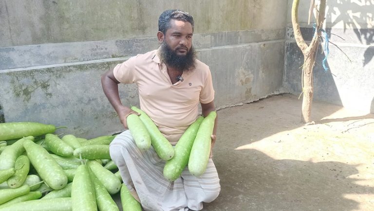 বাম্পার ফলনেও হাসি নেই পঞ্চগড়ের কৃষকের মুখে: ১ টাকায় মিলছে ৪ লাউ