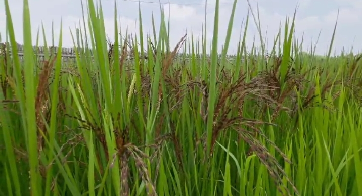 খাগড়াছড়ি পানছড়ি উপজেলাতে পরীক্ষামূলকভাবে ব্ল্যাক রাইস চাষ